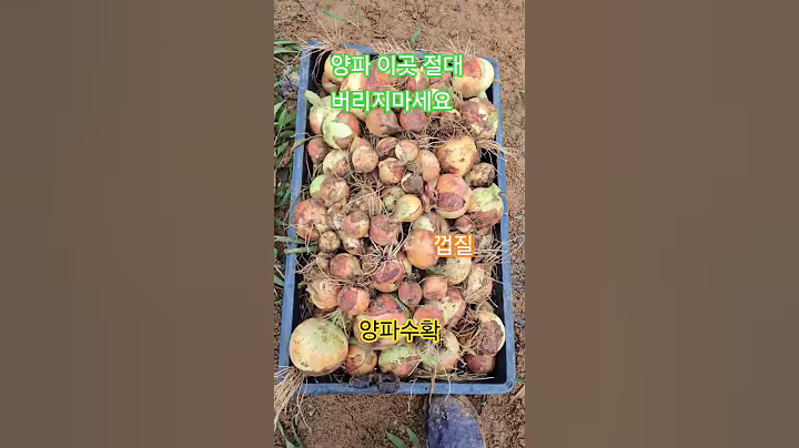 양파 이것 절대 버리지마세요 #건강정보 #껍질