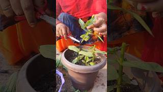 gardening work 🌱 👍 #trending #shorts #ytshorts #yt #music #garden #plants #care #viral #gardening