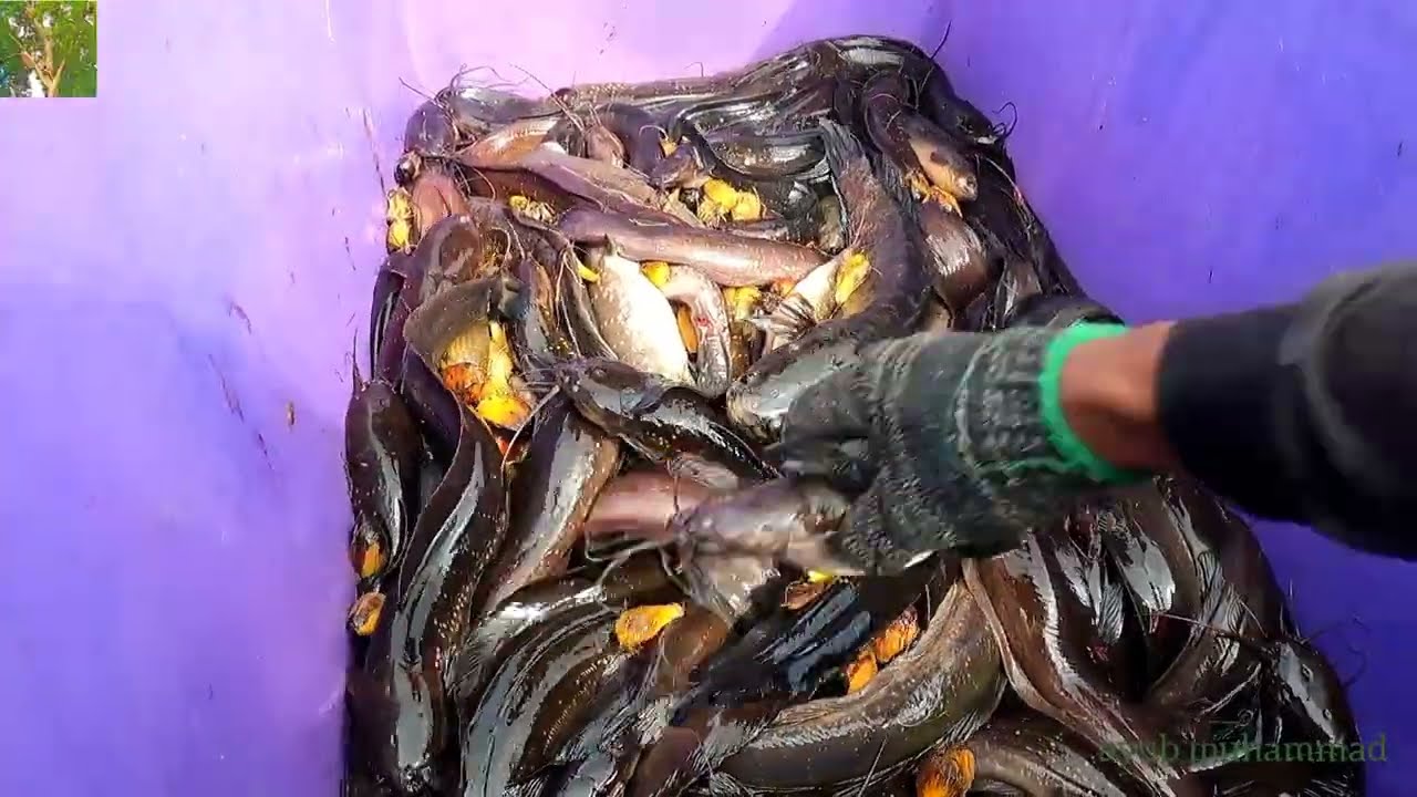 mengangkat bubu keli limbat part2 #eps304