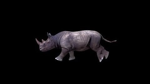Rhino Run | Motion Graphics - Videohive template