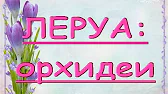 Орхидеи,узамба́рские фиалки,Самара🌺