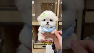 The Little Bichon Frize Who Is Going To Chongqing Xingfu Is So Well-Behaved And So Rare. The Small