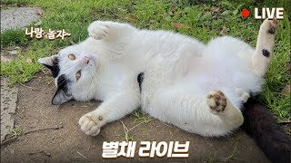 별채 라이브 | 한주의 마무리는 쫀니버스와 함께