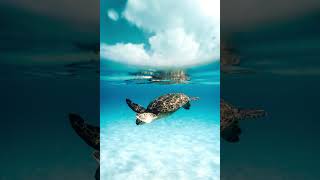 🌈 Escape Reality with This Calming Footage 🎥✨