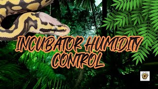 Incubator Humidity Control for Ball Pythons | #youtubevideos #ballpythonbreeding #ballpython #snake