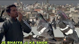 Je Bhaiya ji ke kaale katle or lalband ghagre kabootaro ka shok / Rohtak ki kabutarbazi 