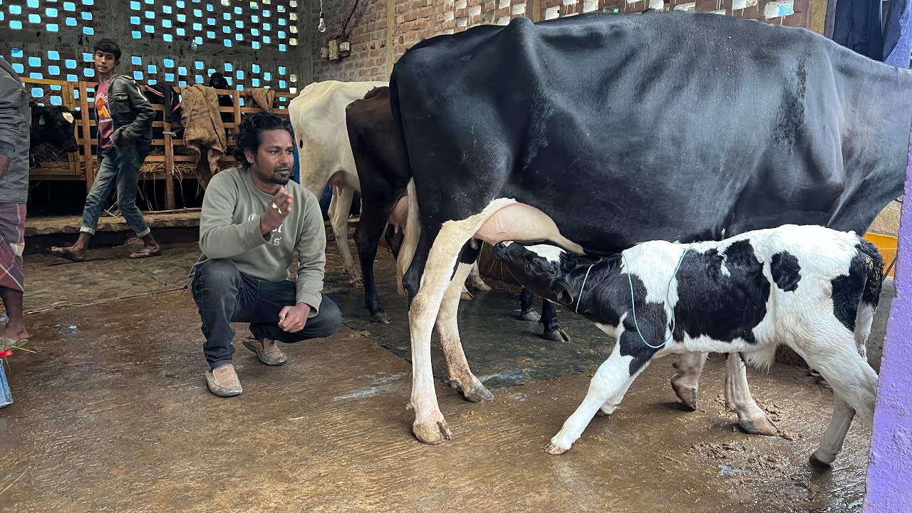 ন্যায্য মূল্যে গাভি কিনুন || কৃষি চ্যানেল ||