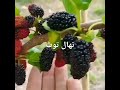 خرید و قیمت نهال توت سیاه در نهالستان تک فیدان نهالستان 