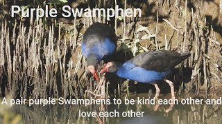 Wetland Water Bird Purple Swamphen- A Pair Purple Swamphen To Be Kind Each Other And Love Each Other