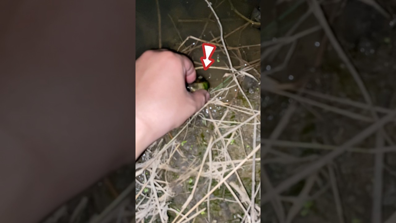 Catch snails on the rice field banks