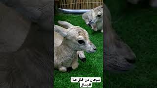 جمالوووو ما شاء الله ? سبحان_الله الامارات العين