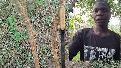 how to remove weeds from cassava garden using slasha