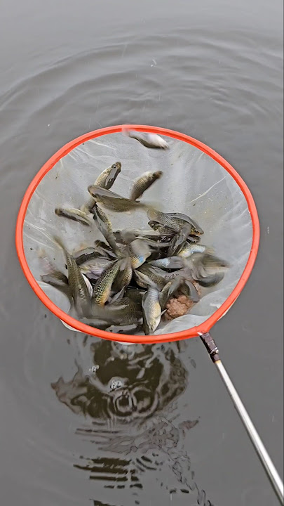 net for catching fish