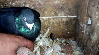 Çapar Ile Beyaz Guvercinimizin Yavrusunun Ne Çıktığına Bakma Zamanı