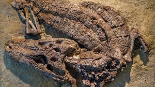 Alligator Prenasalis: Unveiling the Mysteries of an Extinct Alligator from the Late Eocene
