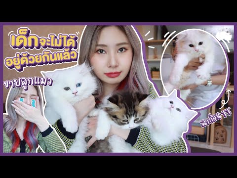 ลาก่อน👋🏻 อยู่กับเด็กๆวันสุดท้าย! ต้องขายลูกแมวเพราะ.. | Bebell