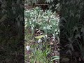 Snowdrops - increase their numbers