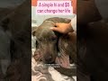 From “Stray” to “Tulip” 🌷Tulip came to us yesterday with no collar, no #usa #canada #london #uk