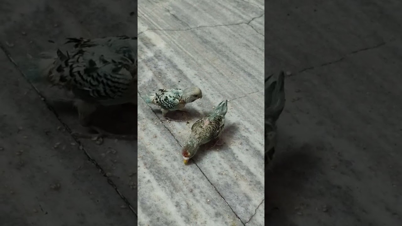 My adorable pets❤🧿#vairalvideo#birds#youtubevideo 