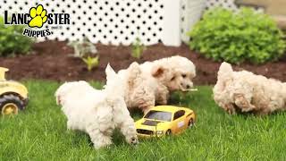 Lively Maltipoo Puppies