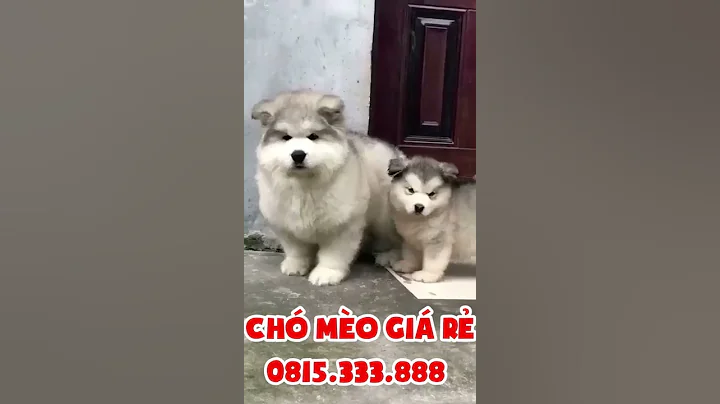 Husky mẹ và con - ai thích hốt luôn nhé ! ( 5 triệu / em ) 0815333888 CHÓ MÈO CẢNH GIÁ RẺ  #Shorts