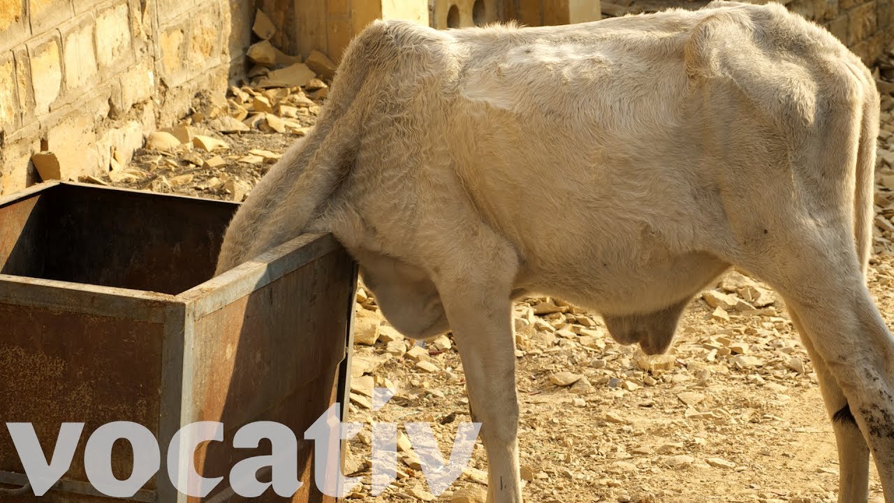 Cow Ambulances Are Helping India's Stray Cows