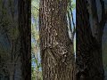 Crazy Sound of Cicada Invasion #cicadas