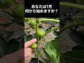 【いちじく7月】収穫前にやらないと損する?8つの管理 明日公開!#shorts #7月作業 #果樹 #実演解説