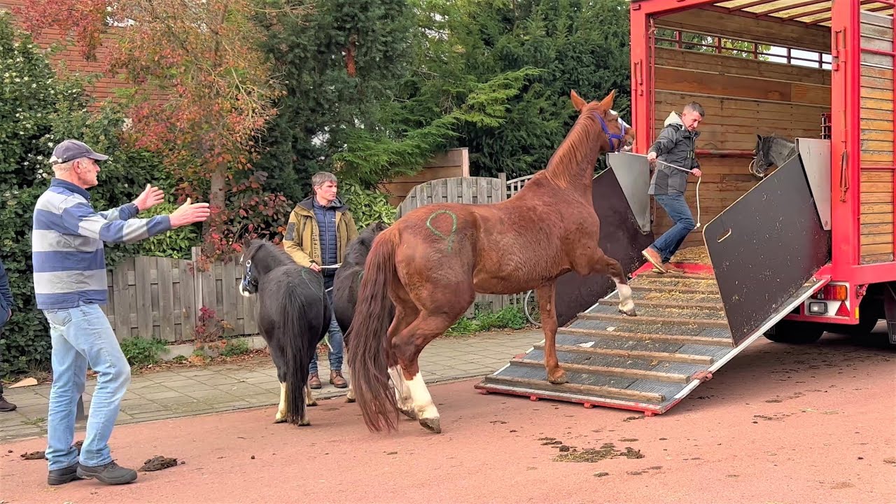 Pferde stressfrei Verladen von Profis- Pferdemarkt in Hedel (NL) 07.11.2022
