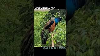 Peacock Ng Manila Zoo