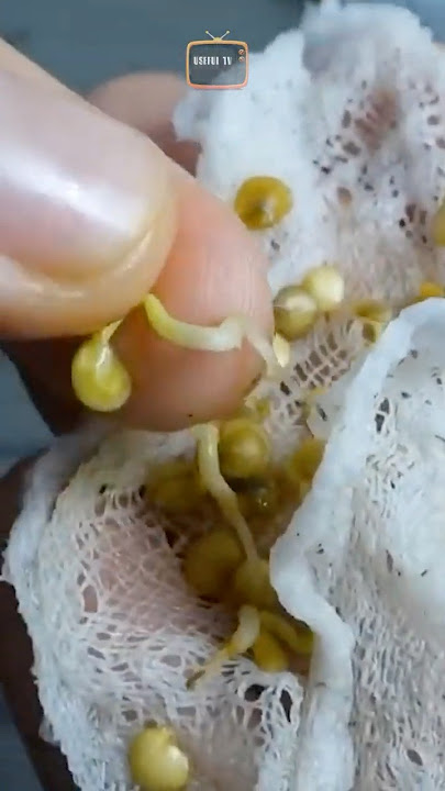 Rapid germination of any seed is guaranteed  #seeds #seedlings #germination #seedlings