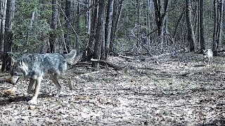 WISCONSIN WOLVES  Life in The Nicolet National Forest  May 2023
