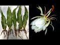 Mẹo trồng hoa quỳnh từ lá cực đơn giản | How to grow Queen of the Night from leaves