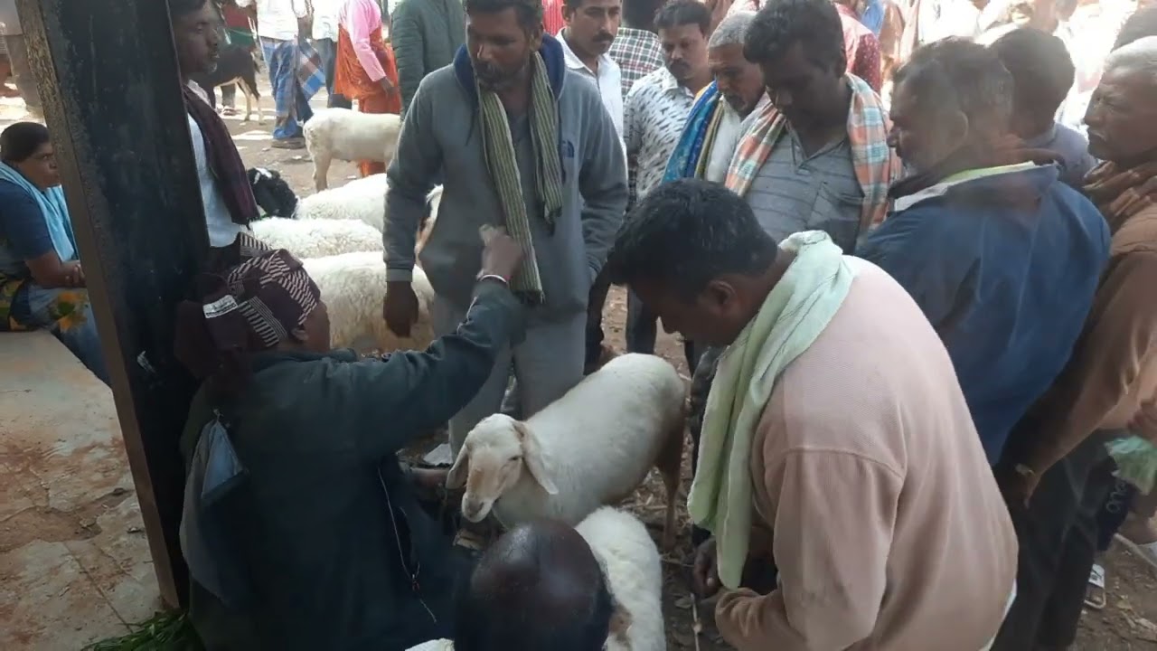 Chikka Kunthuru Sheep 🐑 I 