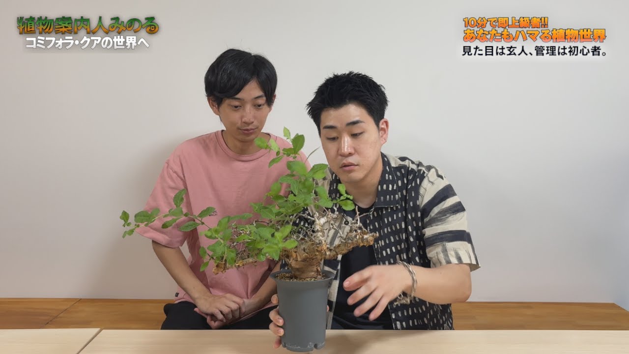【植物案内人みのる】コミフォラ・クアの全て