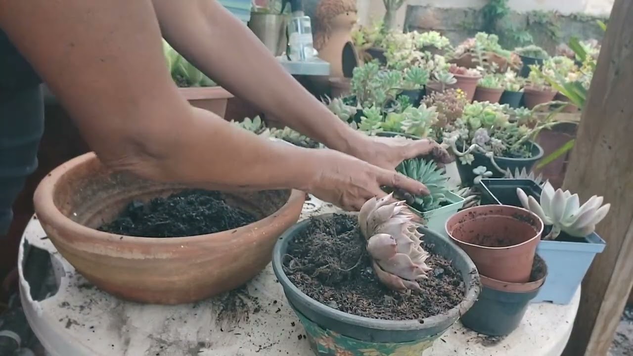 Muitos Replantes das suculentas na chácara 