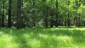 سورة العصر بصوت الشيخ حسن صالح