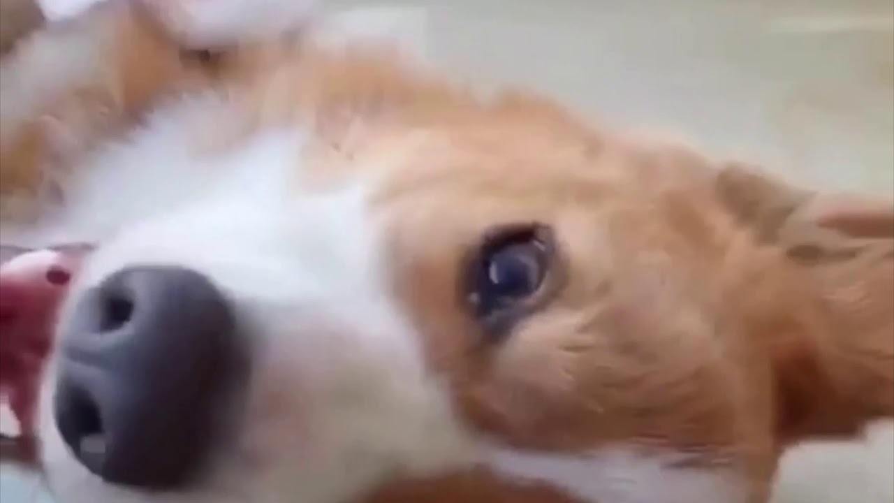 pogi's grooming wipes