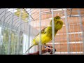 You WILL Experience the Phenomenon! Canary Singing Video