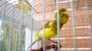 You WILL Experience the Phenomenon! Canary Singing Video