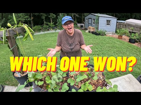 Should I Prune Sweet Potato Vines? Let's Find Out!