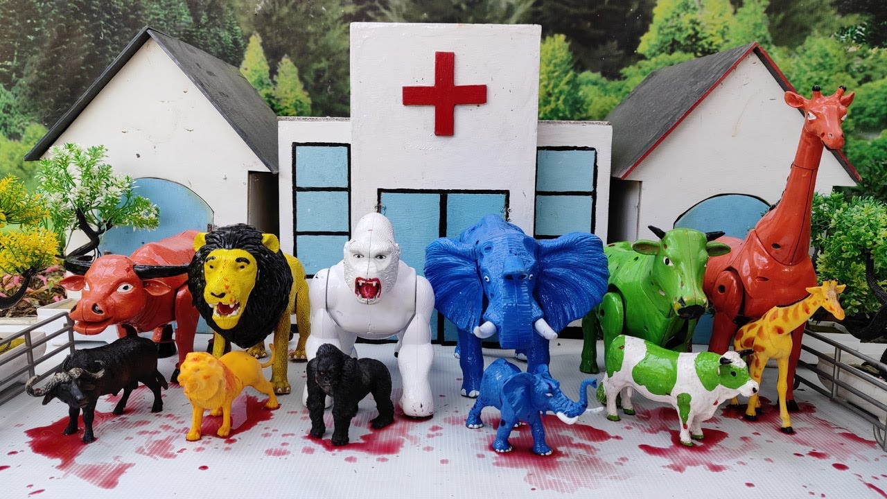 Wadidau ‼️ Proses Sapi Lucu Melahirkan Cesar, Simulasi Potong Sapi Qurbani, Idul Idha.