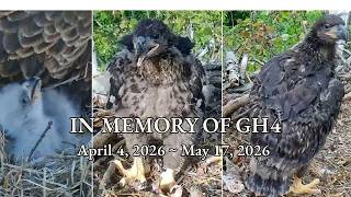 In Memory of Eaglet GH4 🐥 43 Days Old | Glen Hazel (HAYS) PA 💔 Nature Unscripted