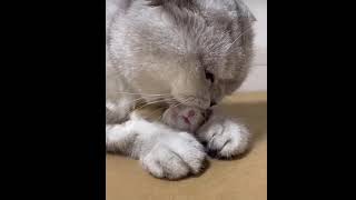 Cat And Mouse What Are They Doing