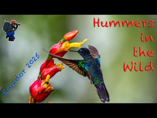 Intoxicated by Nature: Hummingbirds of Ecuador in 4K Slow Motion