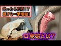 【皆殺し】狼や羆を殺し尽くした無差別殺獣罠!口発破とは?4k