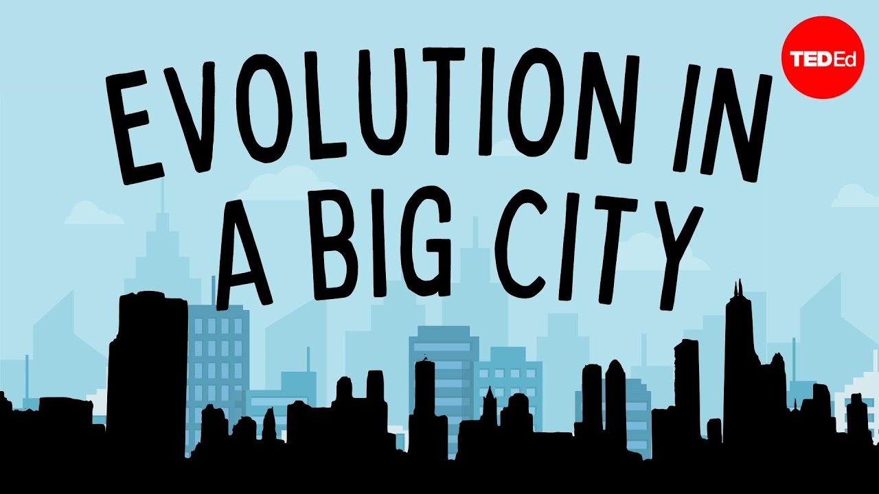 Cities Are One Big Evolutionary Experiment