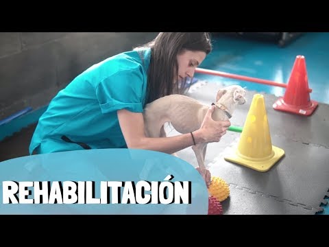 Video: Terapia de luz antiinflamatoria para perros