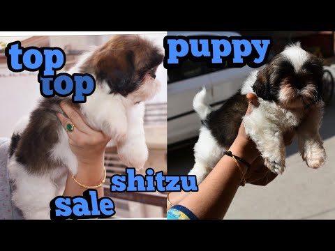 Shitzu Puppy For Sale Youtube