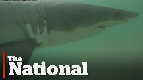 Drones Helping Track Sharks